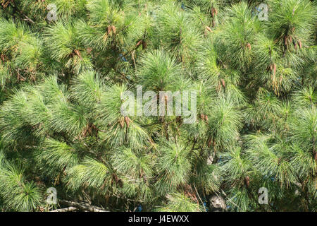 Pine tree branches with cones and needles. Natural background Stock Photo