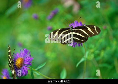 A beautiful photo of a pair of Zebra Longwing Butterflies feeding on nectar from a flower. Residents of the Butterfly House at Sarett Nature Center, M Stock Photo