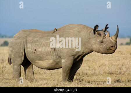 A black rhinoceros (Diceros bicornis) stands on the savannah with red-billed oxpeckers (Buphagus erythrorhynchus). Ol Pejeta Conservancy, Kenya. Stock Photo