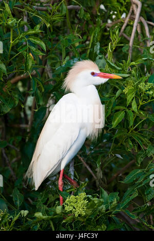Cattle Egret - Bubulcus ibis - adult breeding plumage Stock Photo