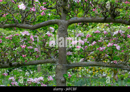 Apple Trees Being Fan Trained Or Espalier Style along garden border Stock Photo