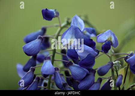 Blauregen Blüte Stock Photo