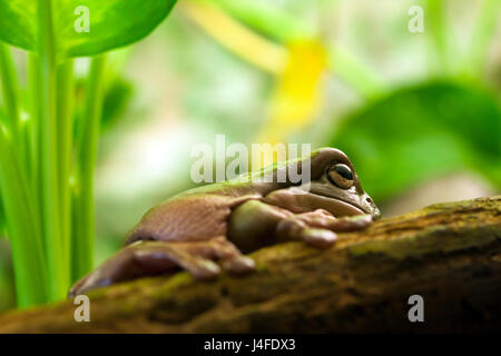 Australian green tree frog or White's tree frog (Litoria caerulea). Stock Photo