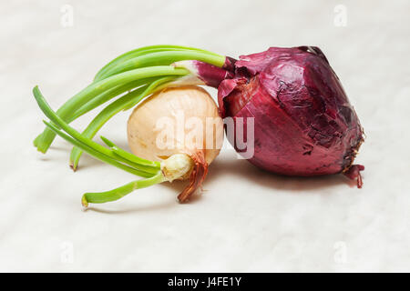 Young germinated brown and red onions on table Stock Photo
