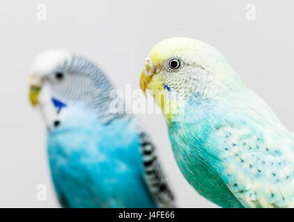 Two buddy budgerigars isolated on grey background Stock Photo