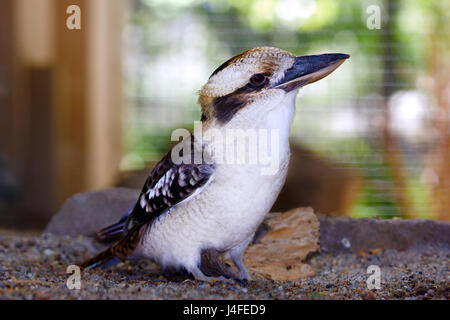 Native australian bird, Laughing Kookaburra (Dacelo novaeguineae) standing on the ground. Stock Photo