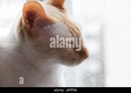 cat sit at a window Stock Photo