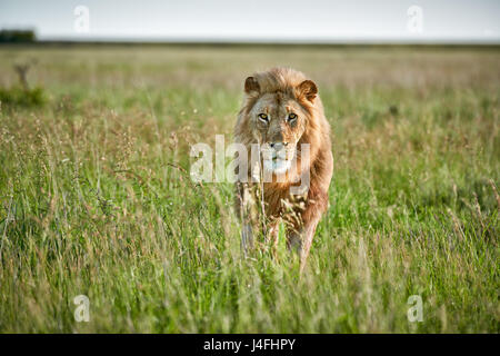 male lion (panthera leo) patrolling through  the area
