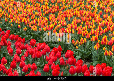 Blooming tulip field in the area of Bollenstreek, known for the production of spring flower bulbs, Netherlands Stock Photo