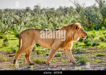 male lion (panthera leo) patrolling through  the area