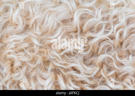 Irish soft coated wheaten terrier white and brown fur wool Stock Photo