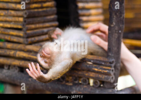 A monkey cub looks at his small hand. Focus on the hand. Stock Photo