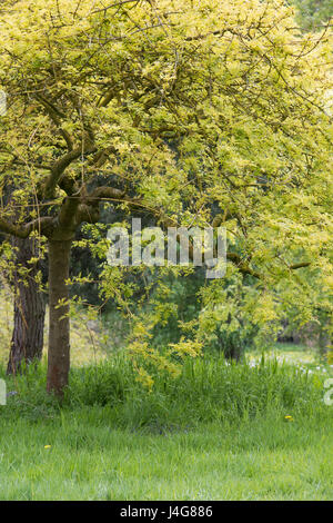 Fraxinus excelsior 'Aurea Pendula'. Weeping Golden Ash tree leaves in april. UK Stock Photo