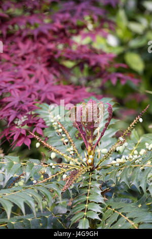 Mahonia japonica. Japanese mahonia leaves and unripe berries in april. UK Stock Photo