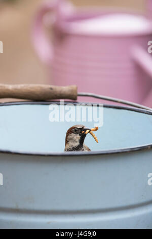 Passer domesticus. Male House sparrow inside a bucket with mealworms in its beak Stock Photo