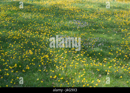 Narcissus bulbocodium. Hoop petticoat daffodil covering a grass bank at RHS Wisley Gardens. Surrey. UK Stock Photo