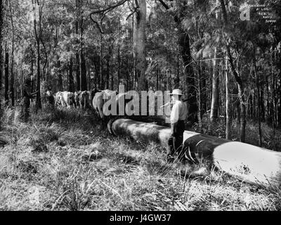 Snigging a log Stock Photo - Alamy