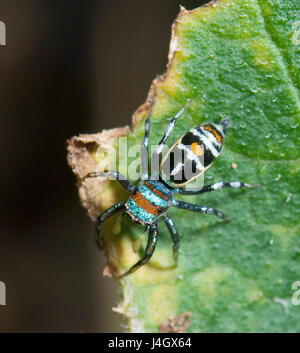 Adult Female Jumping Spider (Cosmophasis micarioides), Salticid ...