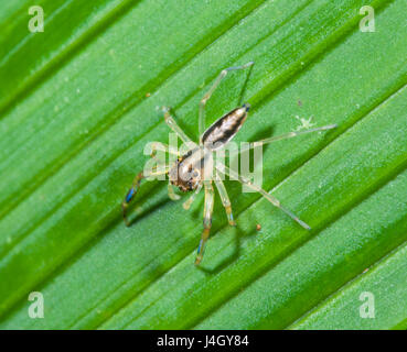 Jumping Spider (Tauala lepidis), Salticid, Salticidae, Far North ...