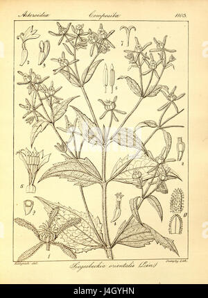 Sigesbeckia orientalis   001x Stock Photo