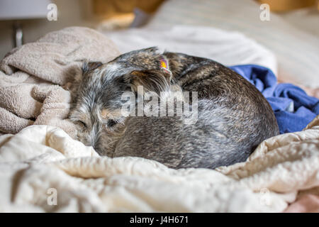 A small dog curled up into a ball, peacefully sleeping on a comfortable pile of blankets on the bed. Stock Photo