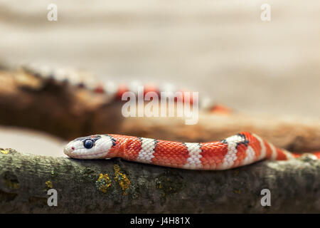 Arizona or Huachuca Mountain Kingsnake (Lampropeltis pyromelana woodini). Stock Photo