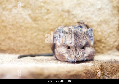 Close-up of a Round-eared sengi (Macroscelides proboscideus). Stock Photo