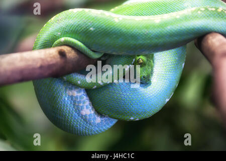 Close-up of a Green tree python (Morelia viridis). Stock Photo