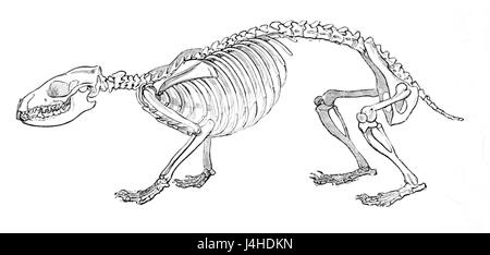 Skeleton of hedgehog Stock Photo