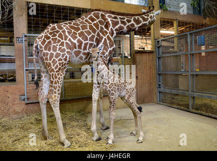 A baby giraffe, which was born overnight, with its mother Genny at Noah's Ark Zoo Farm in Wraxall, north Somerset. Stock Photo