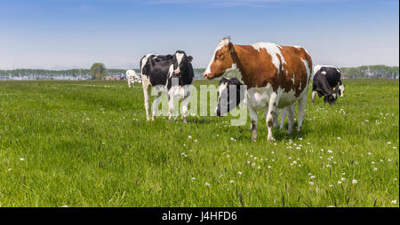 Panorama of red brown and black and white Holstein cows Stock Photo