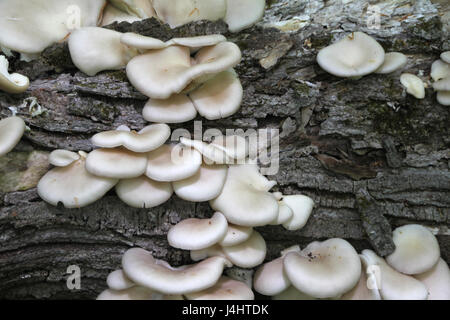 White mushroom fungi growing on a fallen log in a Canadian forest. Stock Photo