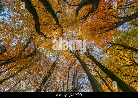 Beech woodland, Fagus sylvatica, looking up into canopy, autumn, Wye Valley, Monmouthshire Stock Photo