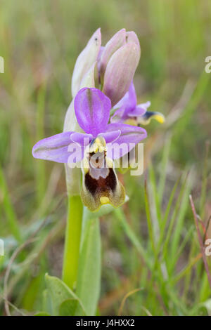 Sawfly Orchid Ophrys tenthredinifera, Vila do Bispo, Algarve, Portugal Stock Photo