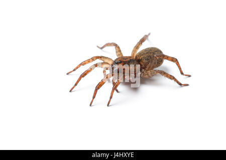 Ground Wolf Spider, Trochosa terricola.  Monmouthshire, February Stock Photo