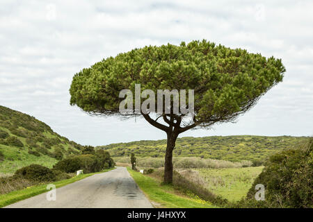 Stone pine, Pinus pinea, growing at the side of a rural road, Algarve, Portugal. Stock Photo