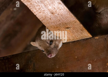 Beech marten / stone marten / house marten (Martes foina) foraging on beams in ceiling of attic Stock Photo