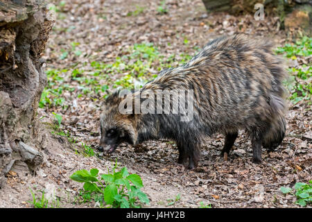 Raccoon dog (Nyctereutes procyonoides) foraging in forest and showing camouflage colours Stock Photo