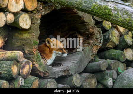 Red Fox in the forest resting on brown autumn leaves in its environment and  habitat, displaying fox tail, fox fur Stock Photo - Alamy
