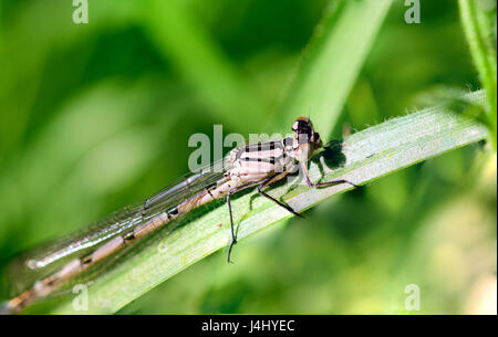dragonfly sitting on grass Stock Photo
