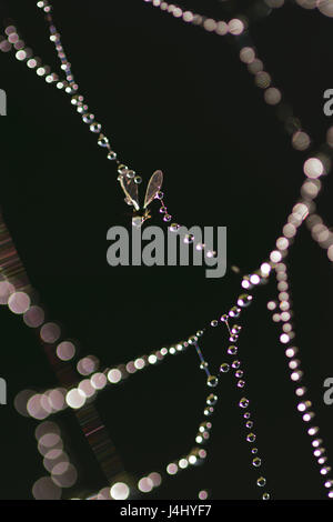 rain drops on spider web Stock Photo