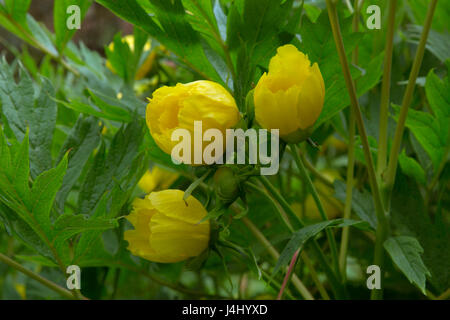 Yellow flowers of Tree or Moutan Paeony Paeonia delavayi ludlowii Stock Photo