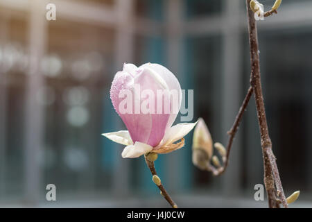 Pink magnolia blossoms on a tree with water drops. Shallow depth of field. Stock Photo