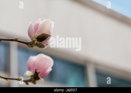 Pink magnolia blossoms on a tree. Shallow depth of field. Stock Photo