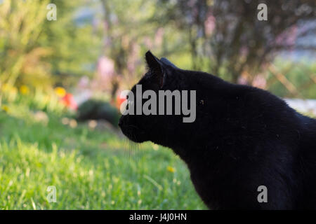 Domestic Black Cat in the Garden Stock Photo