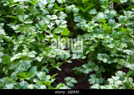 Fresh coriander (Coriandrum sativum) plants growing in a garden Stock Photo