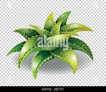 Aloe vera plant on transparent background illustration Stock Vector