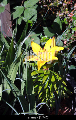 Photograph of a yellow lily, blooming in a London garden, on a sunny spring day. Stock Photo