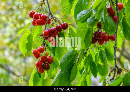 Wild cherries hanging on banch with green leaves Stock Photo