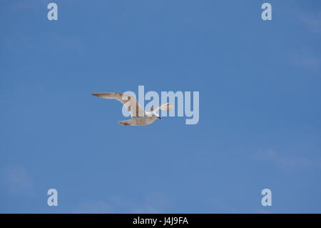 A flying wild seagull on a blue sky in the background Stock Photo